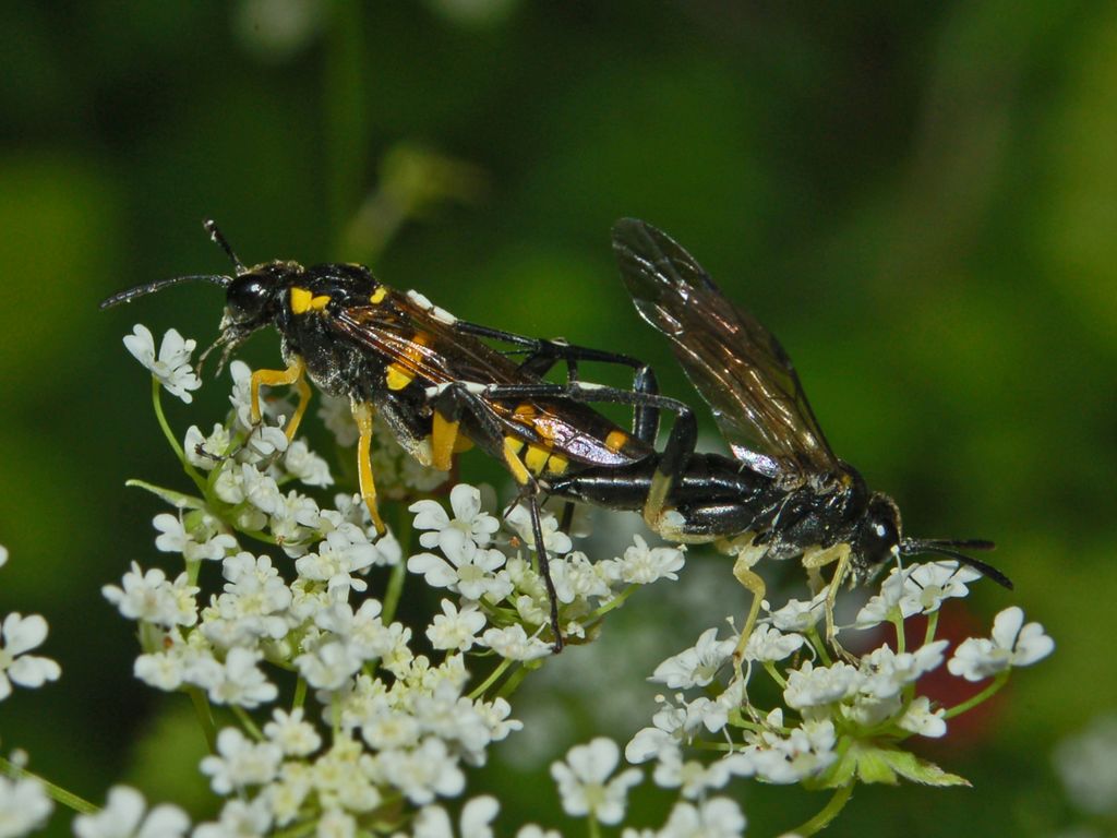 Macrophya montana (=rustica) (Tenthredinidae).